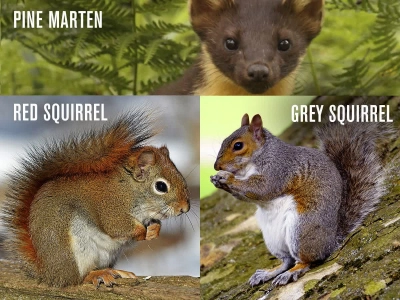 THE COMEBACK OF THE RED SQUIRREL IN IRELAND