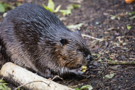 Beavers in Scotland